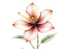 draw botanical illustration flower, plant