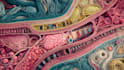 draw exercise, medical and anatomy illustrations