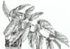 draw hand drawn ink line art illustrations
