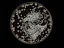 write biology and microbiology educational content