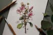 create your ideal botanical illustration