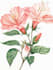 illustrate best botanical illustration