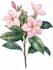 illustrate best botanical illustration