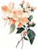 draw botanical illustration by botanical