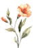make paint water flowers and botanical illustrations