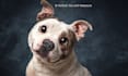 create a custom pet portrait