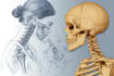 do medical, human anatomy and scientific illustrations