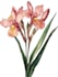 draw an animal and botanical illustration