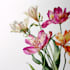 make stunning botanical plants illustration