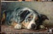 draw a pet portrait illustration