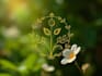 design elegant botanical logo with timeless nature
