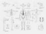 make a professional medical concept sketches