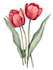 illustrate best botanical illustration