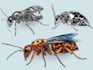create detailed scientific illustrations of insects, beetles