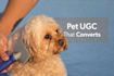 create high converting pet ugc videos for your brand