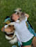 create pets ugc videos and clips