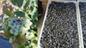 help you increase your crop and produce yield