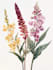 illustrate best botanical illustration