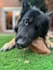 create content that makes pet brands unforgettable