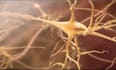 create 3d medical explainer animation for cellular and human organ anatomy