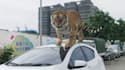 create 3d animal model, texture, rigging with xgen hair and 3d animal animation