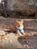 create engaging pet ugc for instagram and tiktok content