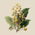 draw a botanical illustration
