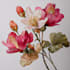 design marvelous botanical plant illustration