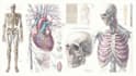 draw detailed medical illustrations