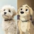 draw your pet portrait into cute disney style