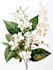 line art illustrations, botanical flowers, plants