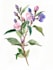 illustrate best botanical illustration