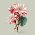 illustrate best botanical illustration