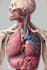 do winner professional medical and exercise illustrations