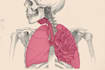 custom medical anatomy illustrations