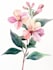 create a botanical illustration in the traditional  technique
