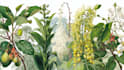 illustrate best botanical illustration