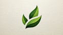design modern botanical boho logo design with branding