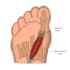 do anatomy and medical illustration