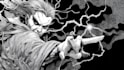 draw simple black and white illustration