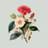 illustrate best botanical illustration