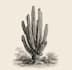 create vintage botanical, mystic illustration for you