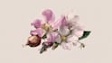 illustrate best botanical illustration