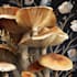 craft captivating fungi and botanical art