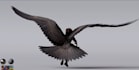 custom 3d hybrid human,fantasy creature character,unity model,feather grooming