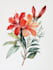 create botanical illustration flower, plant design