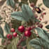 illustrate best botanical illustration