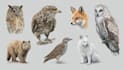 draw realistic scientific and wildlife illustrations