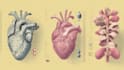 create anatomy, medical, and scientific illustrations