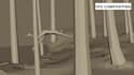 create realistic 3d animal animation, cinematic cgi and vfx